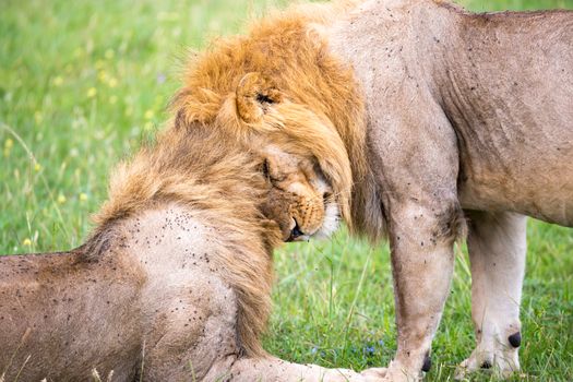 Some big lions show their emotions to each other in the savanna of Kenya