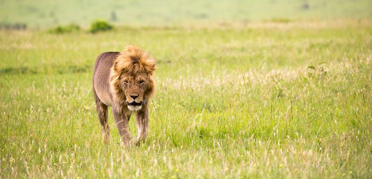 One big male lion is walking in the savannah