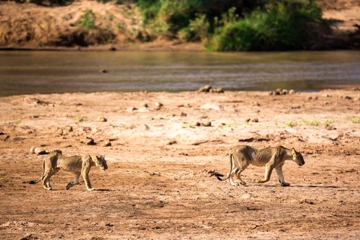 The lions walk along the banks of a river