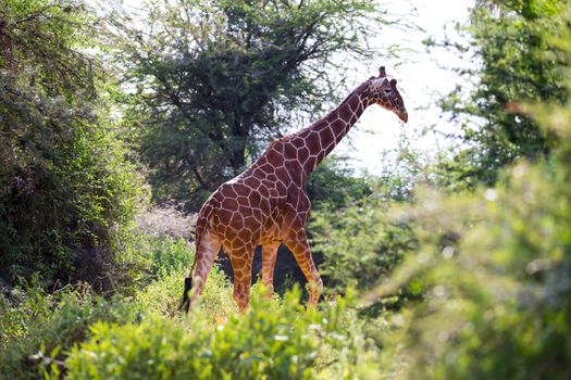 Some giraffes between the acacia trees in the savannah of Kenya