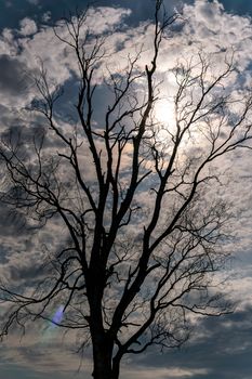 beautiful treetop of a birch in the nature reserve with blue sky in the background in upper swabia germany