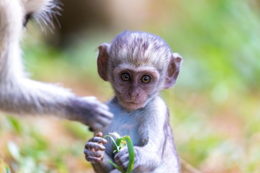 One little monkey sits and looks very curious