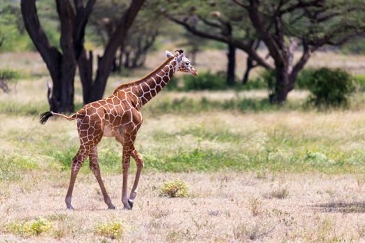 One giraffe walk through the savannah between the plants
