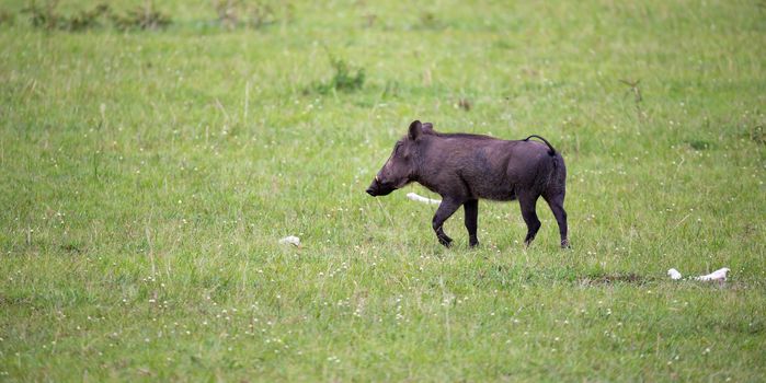 Some Warthogs are grazing in the savannah of Kenya