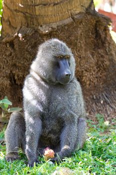 One baboon has found a fruit and nibbles on it