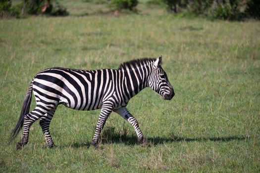 Some Zebras in the middle of the savannah of Kenya
