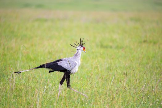 One bird secretary walks across a green field