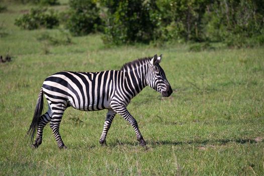 Some zebras run and graze in the savannah