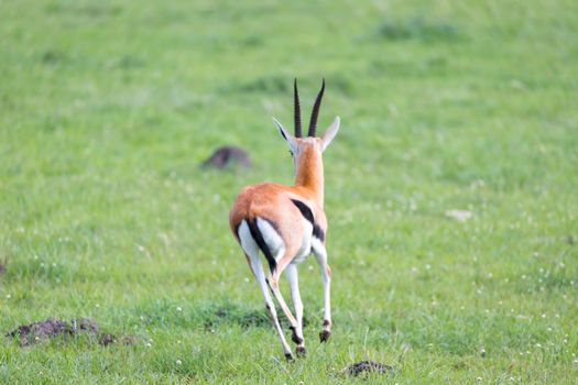A Thomson Gazelle in the Kenyan savannah amidst a grassy landscape