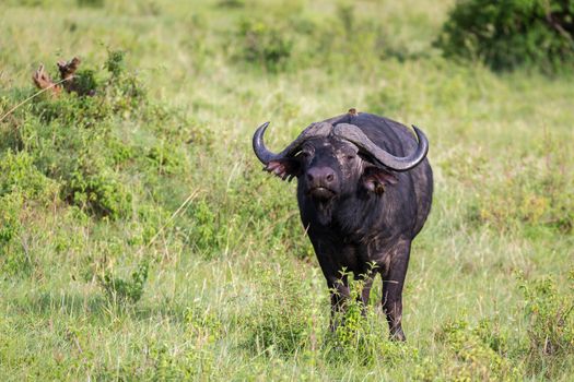 Some big Buffalos are standing in the grass and grazing in the savannah of Kenya