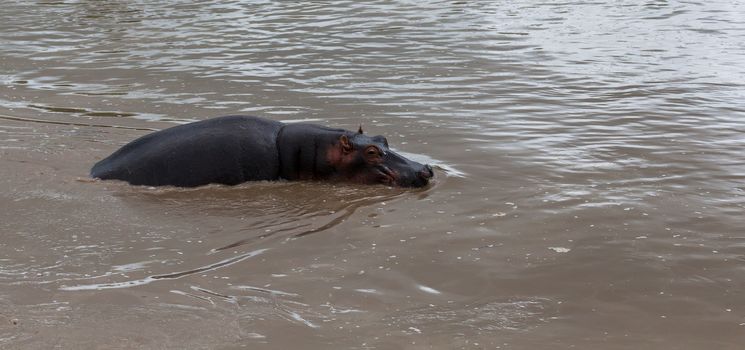 One hippopotamus sits in the water of a lake