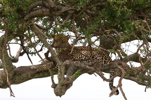 One leopard has settled comfortably between the branches of a tree to rest