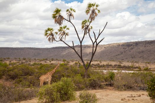 Giraffe is eating, Kenya on safari