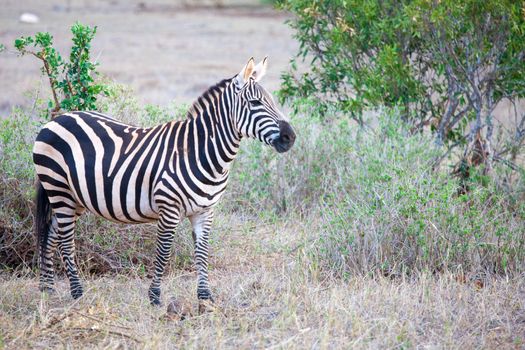 Zebra standing in the scenery of Kenya