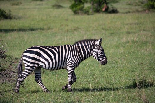Some Zebras in the middle of the savannah of Kenya