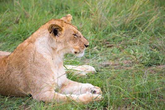 The lions rest in the grass of the savanna