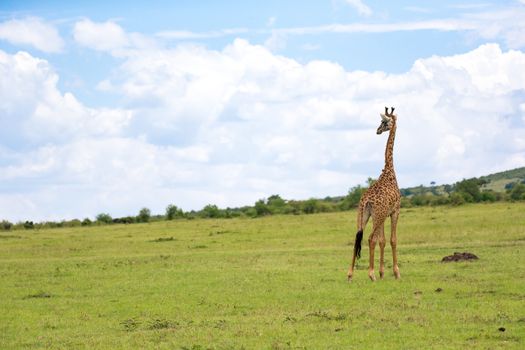 A giraffes run through the grass landscape in Kenya