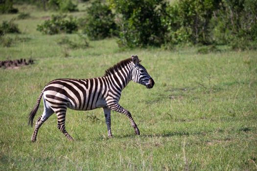 Some Zebras in the middle of the savannah of Kenya