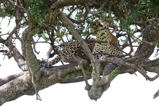One leopard has settled comfortably between the branches of a tree to rest