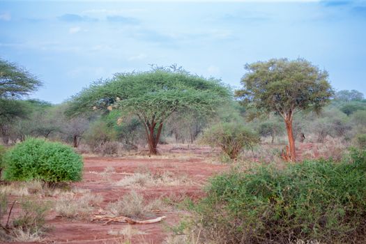 A lot of trees in Kenya, safari, scenery of the savannah