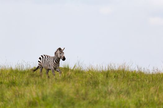 One zebra is browsing on a meadow in the grass landscape