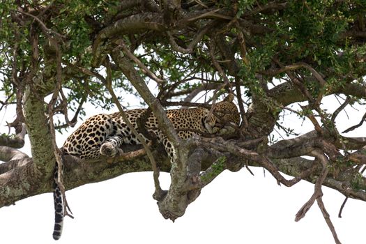 One leopard has settled comfortably between the branches of a tree to rest