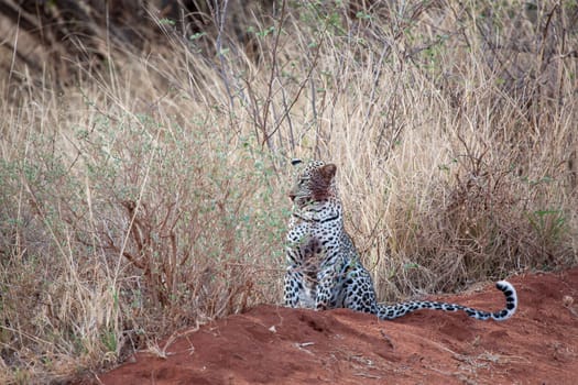 Leopard is sitting in the savannah of Kenya, after eating with dirty mouth