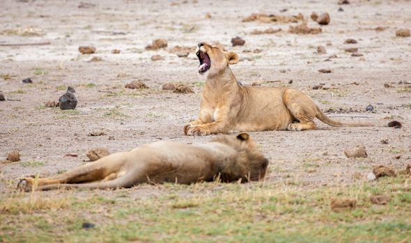 Two lions are lying, one of them give a yawn