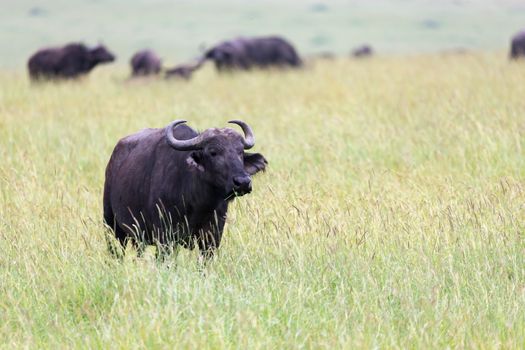 Some big Buffalos are standing in the grass and grazing in the savannah of Kenya