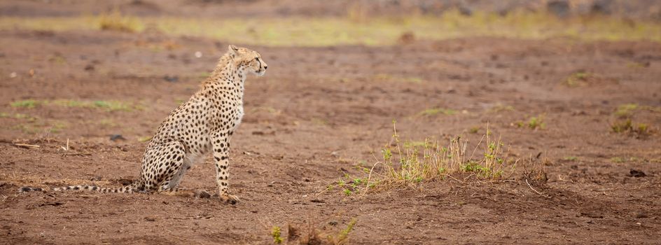 a gepard is sitting, safari in Kenya