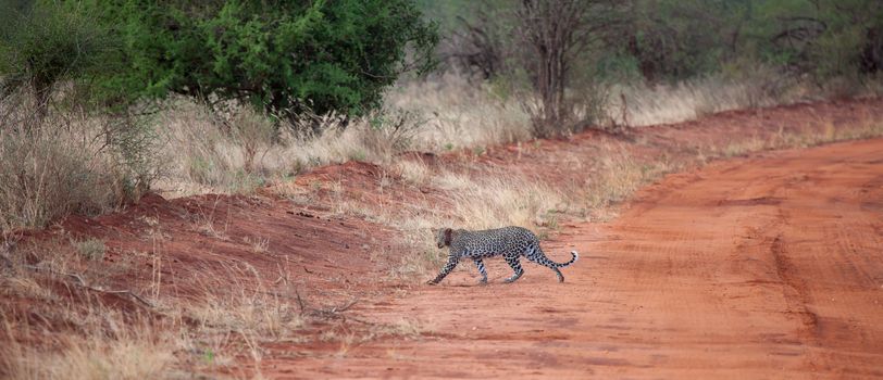 Leopard crosses the road in Kenya