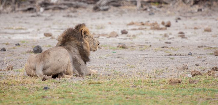 A male lion is resting, savannah of Kenya