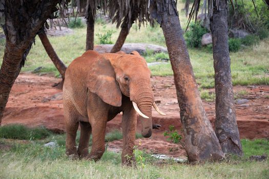 The red elephant walks among the palm trees and trees