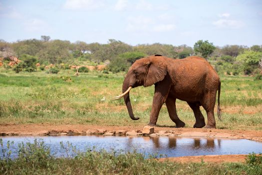 Elephant on the waterhole in the savannah of Kenya