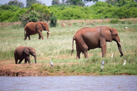 The family of red elephants at a water hole in the middle of the savannah