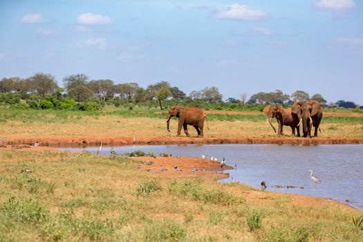 Waterhole in the savannah with some red elephants