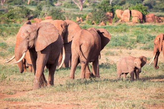 The large family of red elephants on their way through the Kenyan savanna