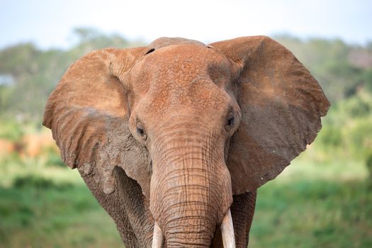 A face of a red elephant taken up close