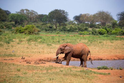 Elephant on the waterhole in the savannah of Kenya
