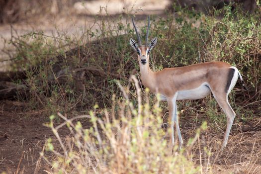 Antelope is watching, on safari in Kenya