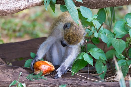 One Vervet monkey has found a fruit and eats it