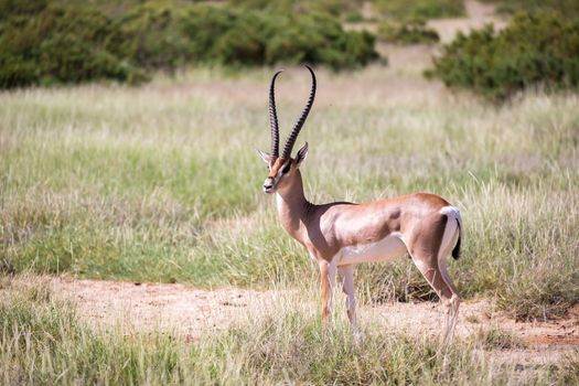 A native species of antelope in the meadow
