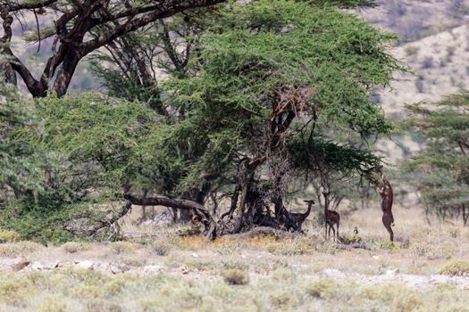 The gerenuk in the kenyan savanna looking for food