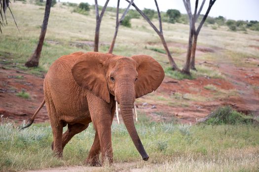 The red elephant walks among the palm trees and trees