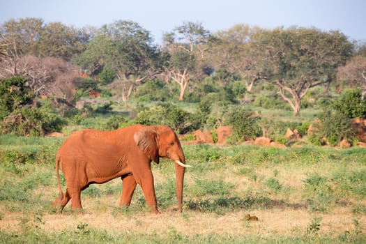 One big red elephant walks through the savannah between many plants