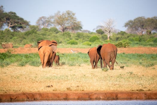 The large family of red elephants on their way through the Kenyan savanna