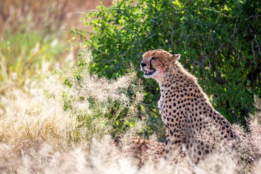 One cheetah in the grass in the savannah