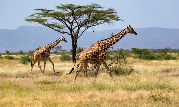 Giraffes in the savannah with many trees and bushes in the background