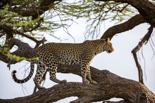 One leopard is walking up and down the tree on its branches