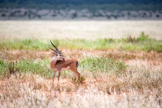The Grant Gazelle grazes in the vastness of the Kenyan savannah